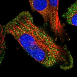BPOZ Antibody, Novus Biologicals 25 &mu;L; Unlabeled:Antibodies, Polyclonal